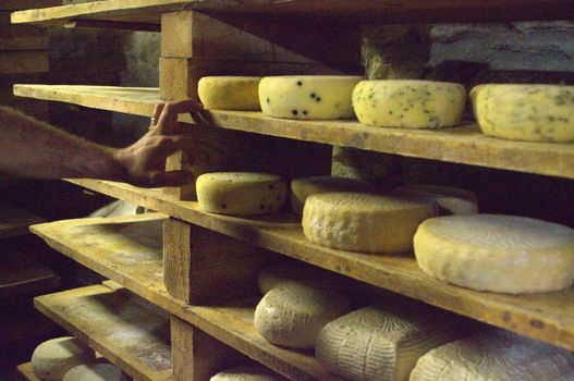 Cheese 19196908