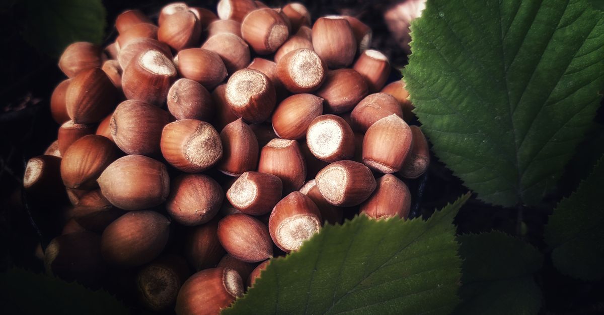 Efruit T Nocciole 9389520