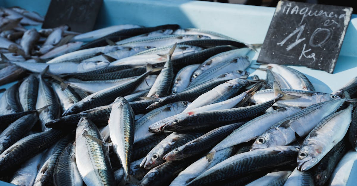 Efruit T Pesce 20121107