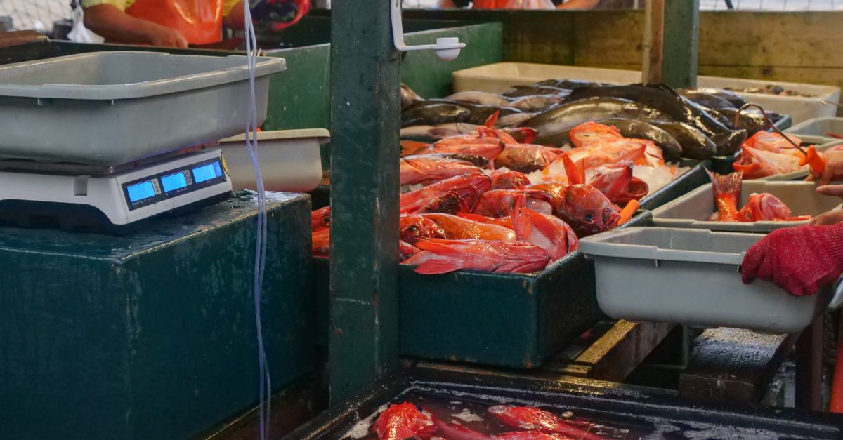 Efruit T Pesce 8351649