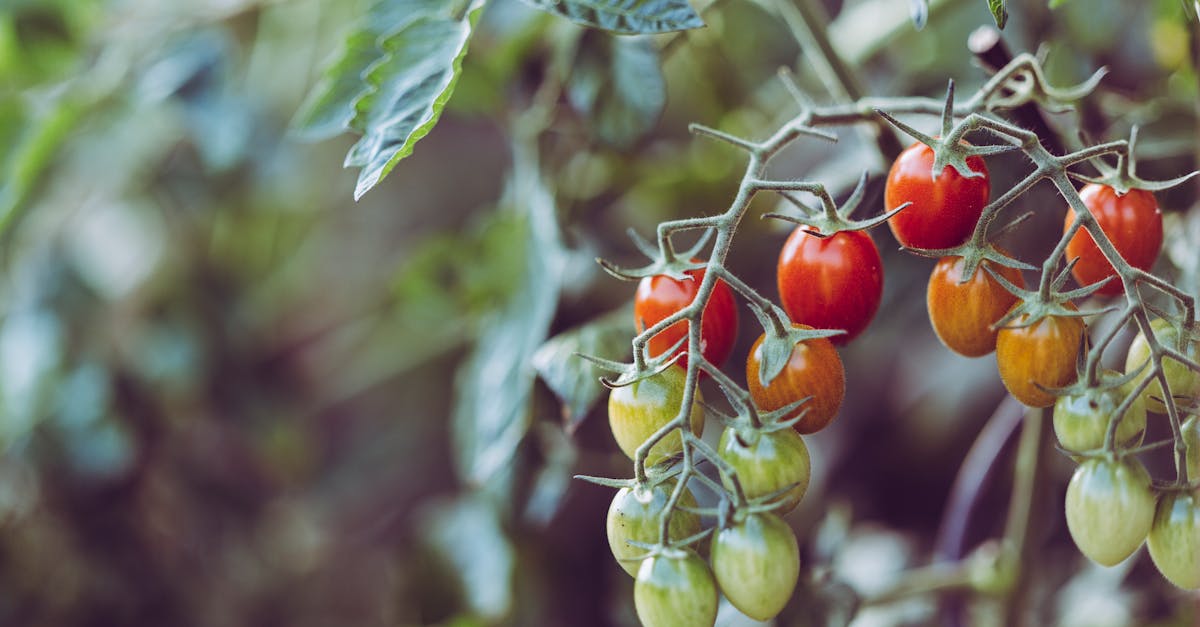 Efruit Tendenze Alimentari 965740