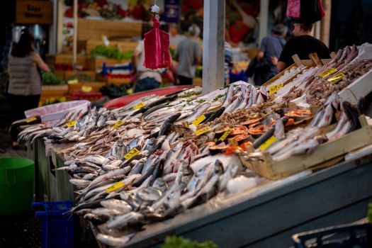 Fish 18639886