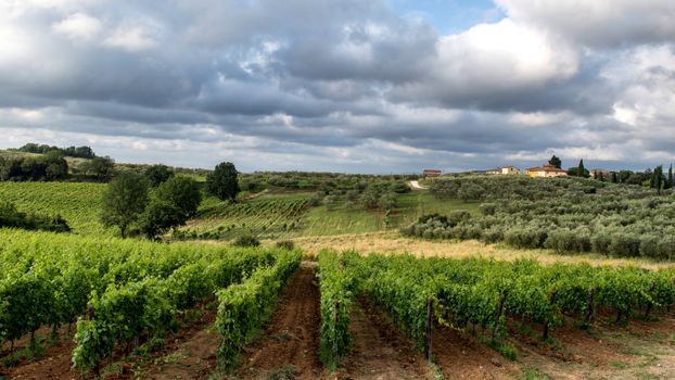Wine 23441099