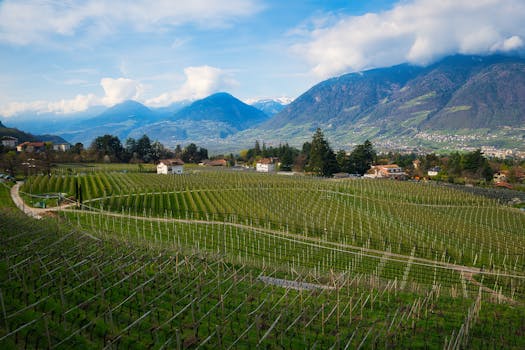 Wine 29290332
