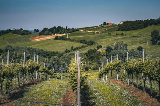 Wine 31208509