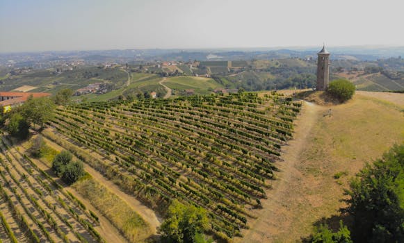 Vino naturale vs biologico vs biodinamico vs convenzionale